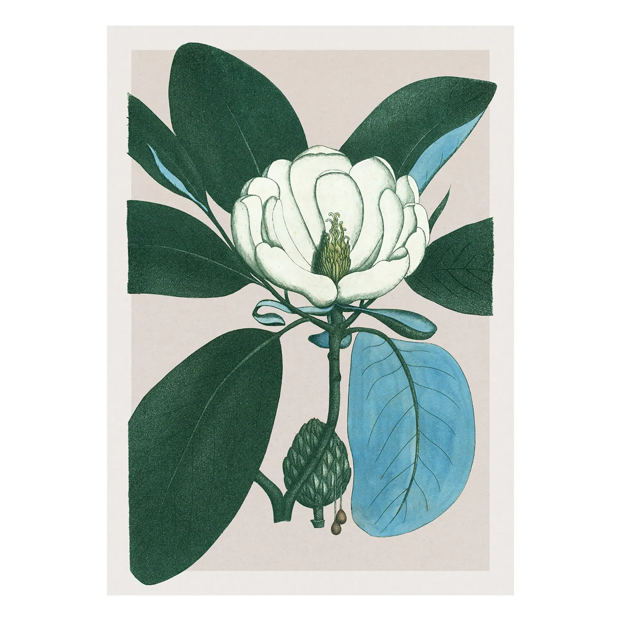 Magnolia Glauca Poster - Multicoloured, Matte Art Paper product