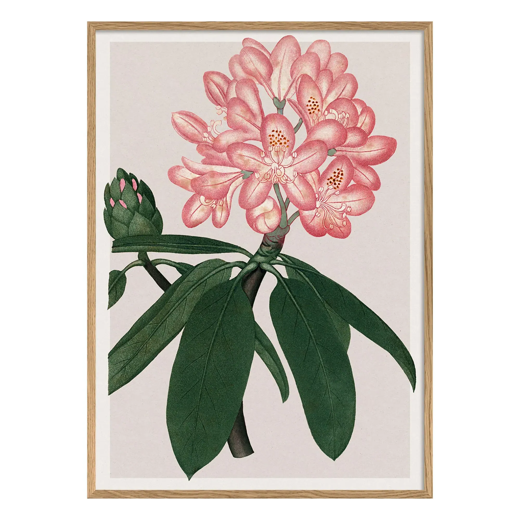 Rhododendrum Maximum Art Poster - Multicoloured alternate view