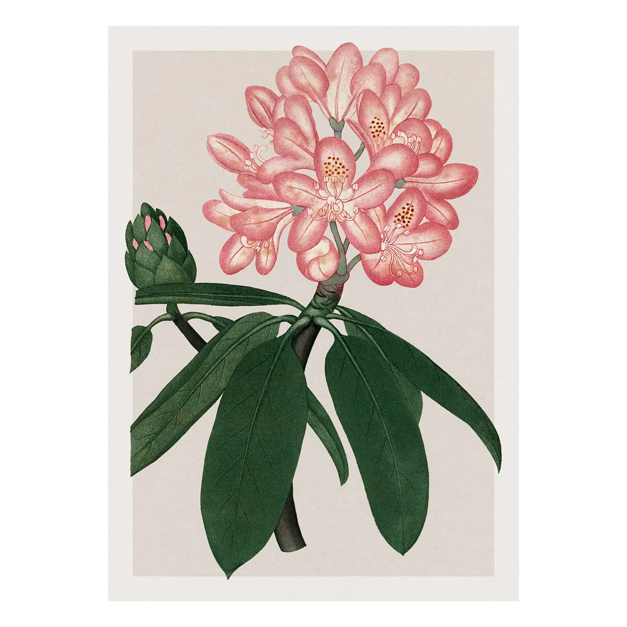 Rhododendrum Maximum Art Poster - Multicoloured product