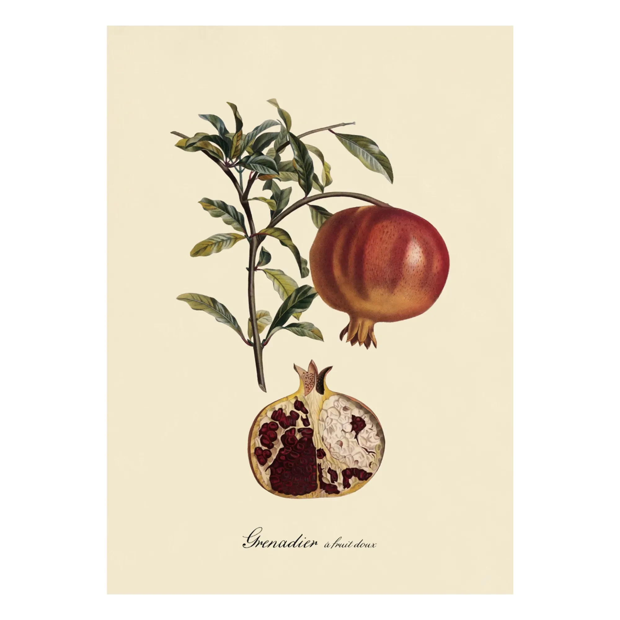 Sweet Fruit Grenadier Poster - Multicoloured, Matte Art Paper product