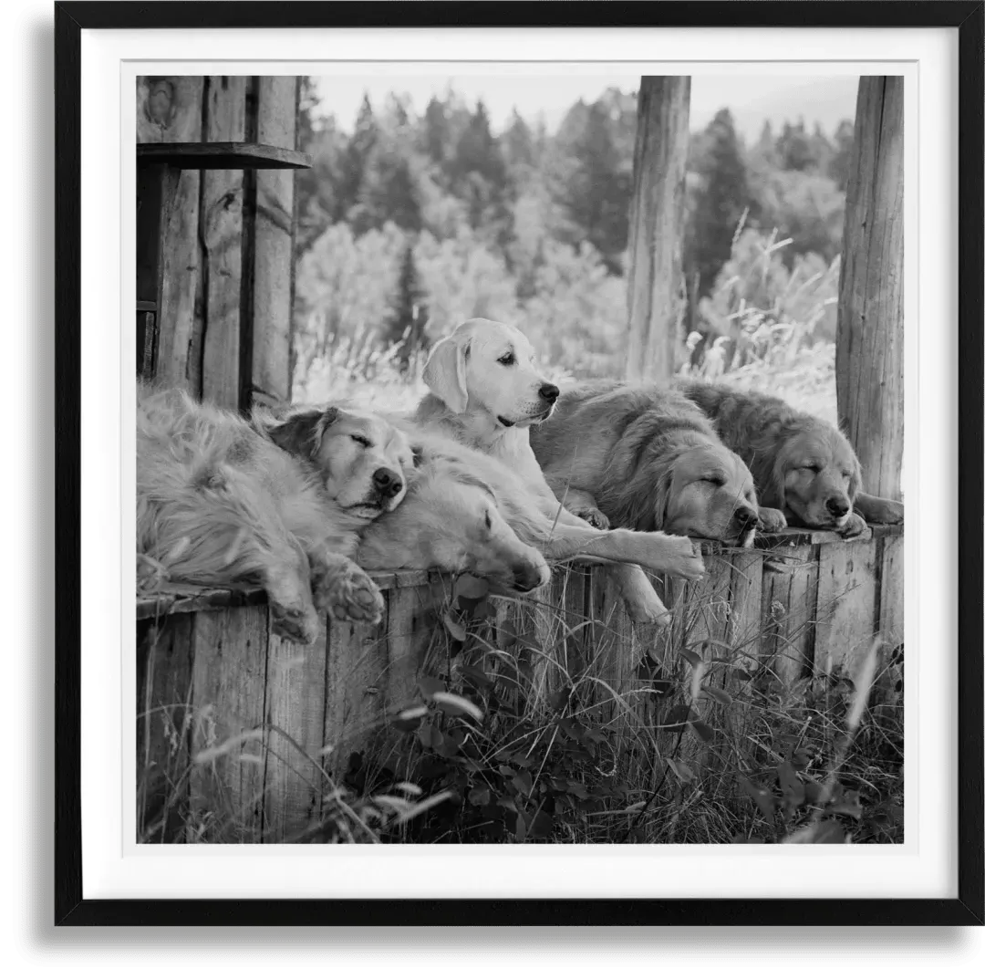 Bruce Weber The Golden Retriever Photographic Society Art Edition No. 1–100 product
