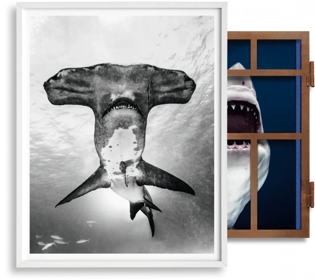 Michael Muller Sharks Art Edition No. 101–200 Under Study product