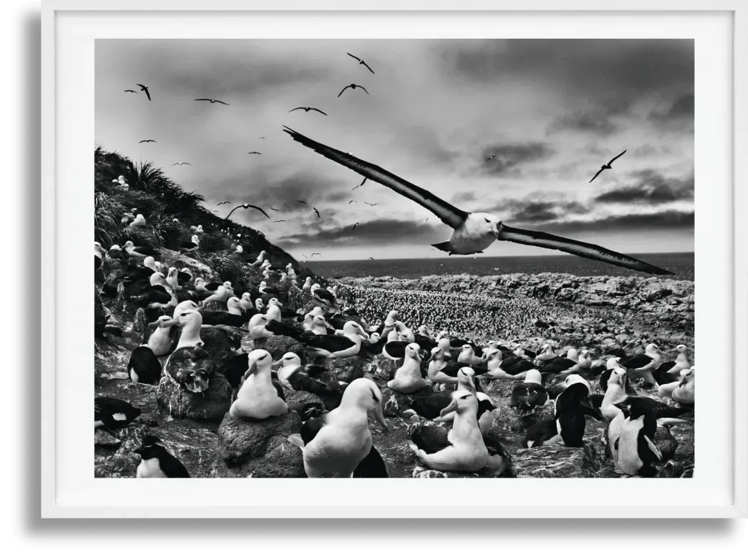 Sebastião Salgado Genesis Art Edition No. 201–300 Book product
