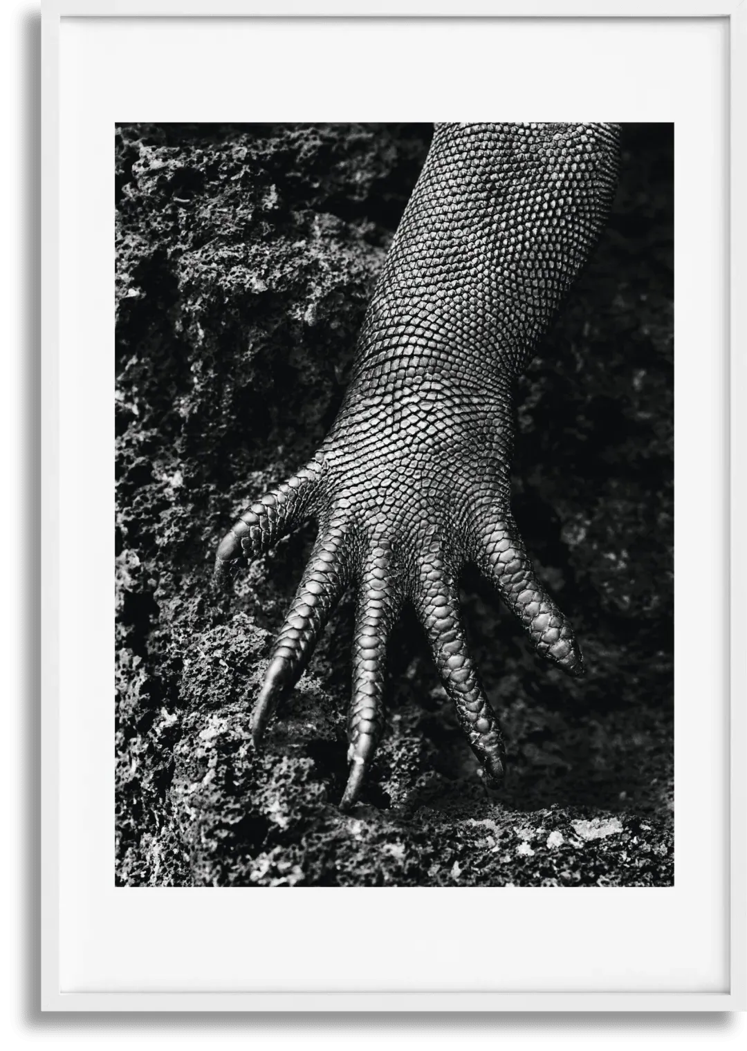 Sebastião Salgado Genesis Art Edition No. 301–400 - Leather-Bound product