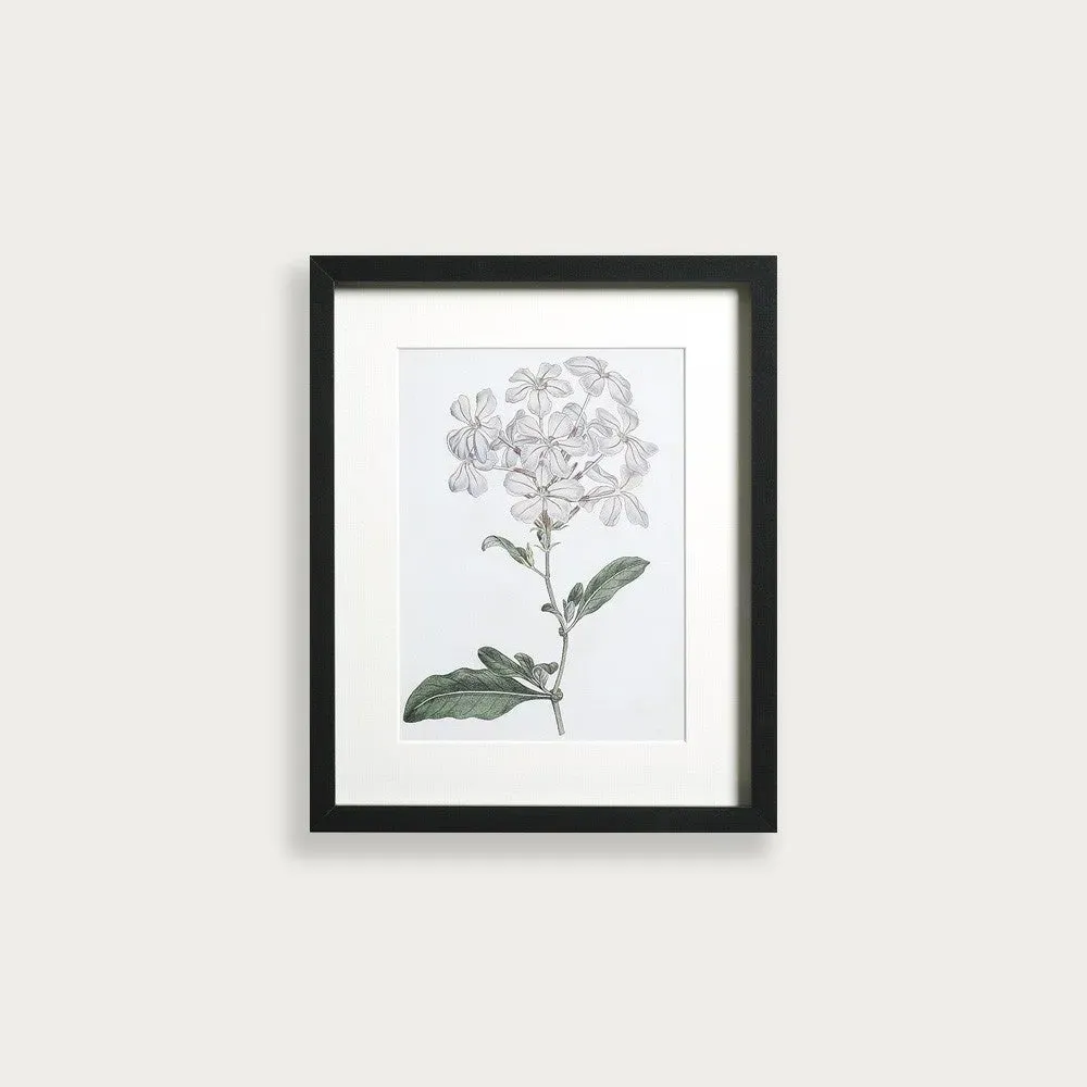 Antique Botanical III Small Wall Art