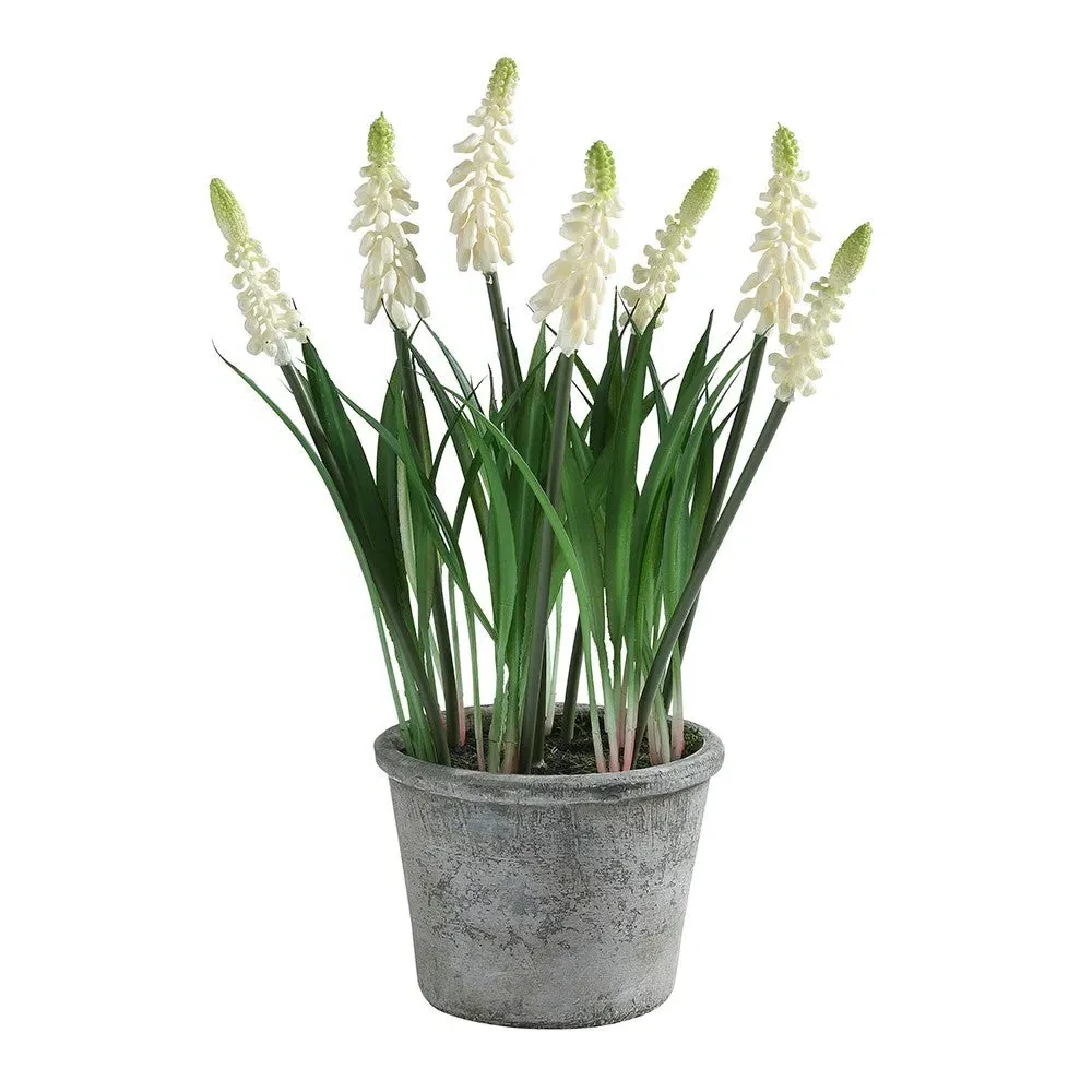 Grape Hyacinth In Pot - White