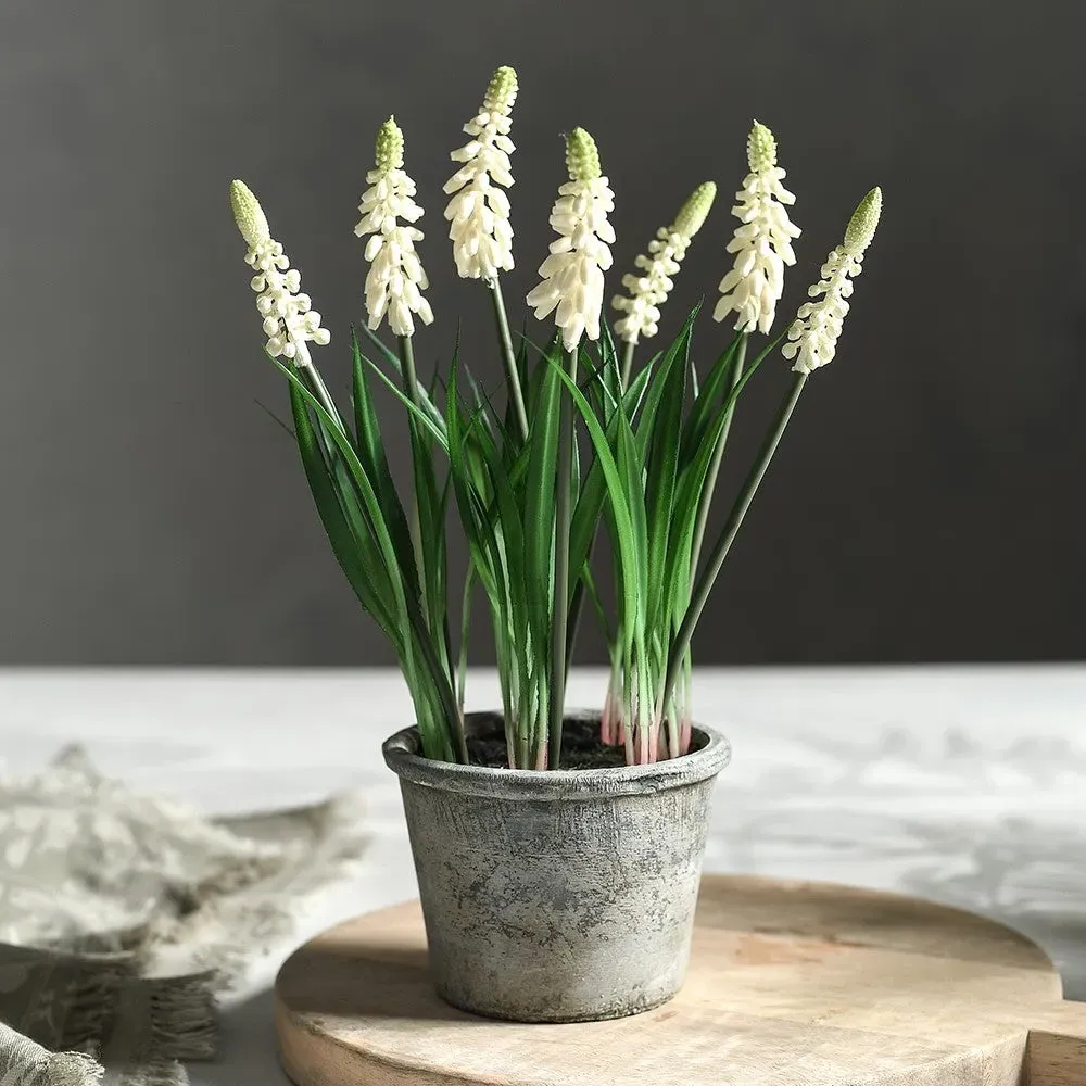 Grape Hyacinth In Pot - White