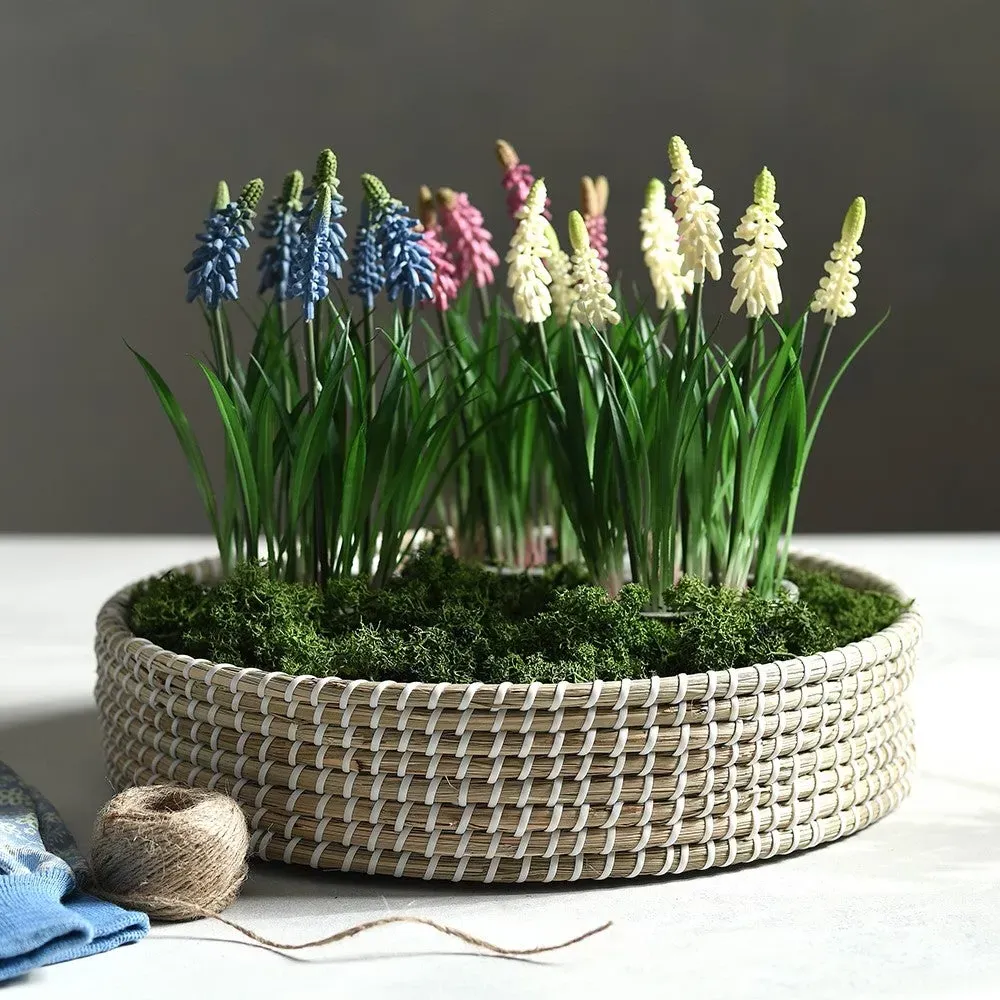 Grape Hyacinth In Pot - White image