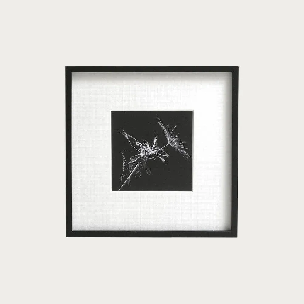 M. Gilmour Goats Beard Wall Art - Black and White