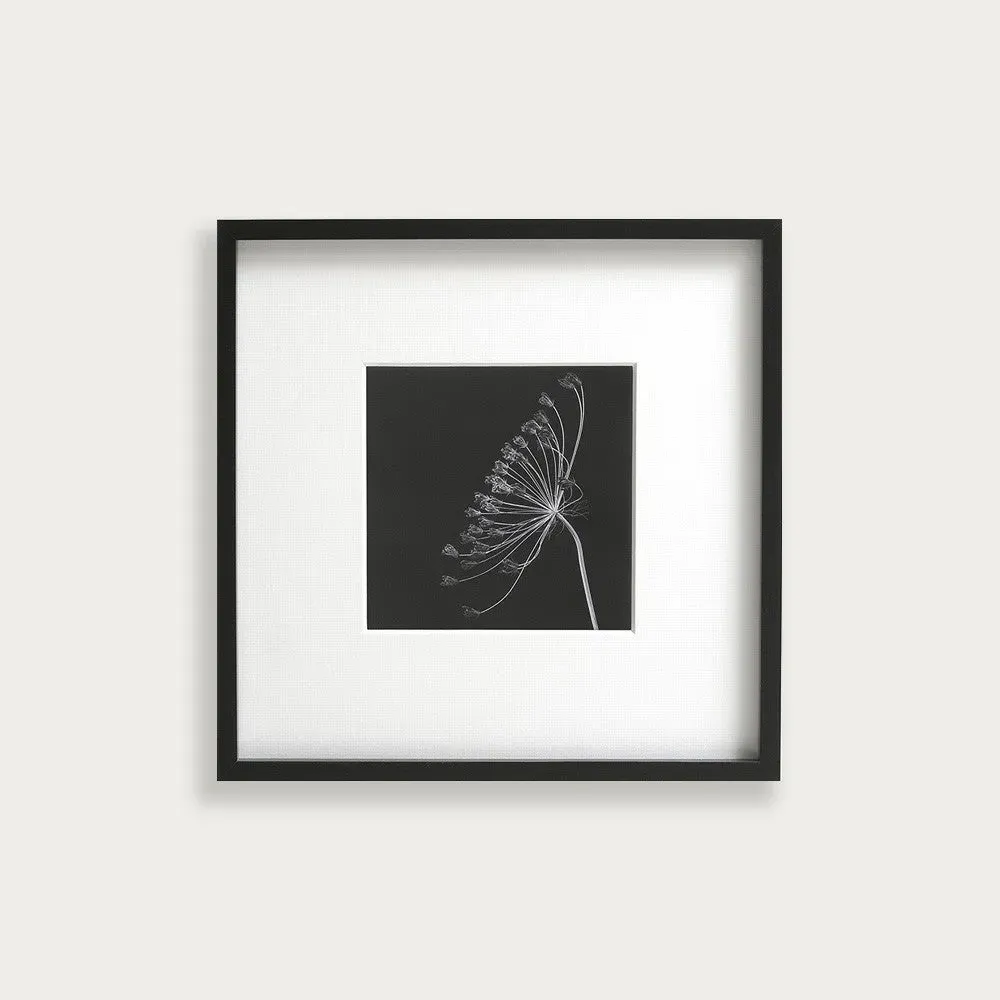 M. Gilmour Queens Annes Lace Wall Art - Black and White