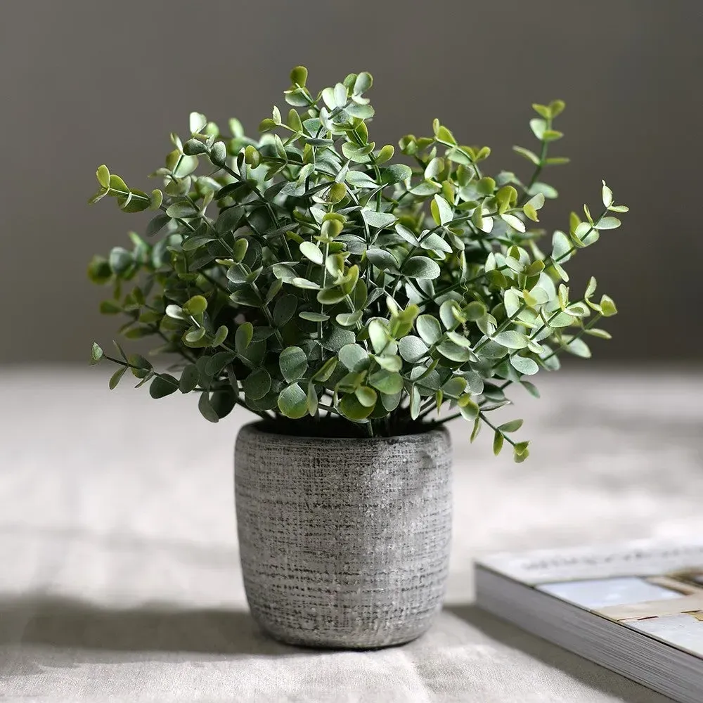 Small Potted Eucalyptus Plant