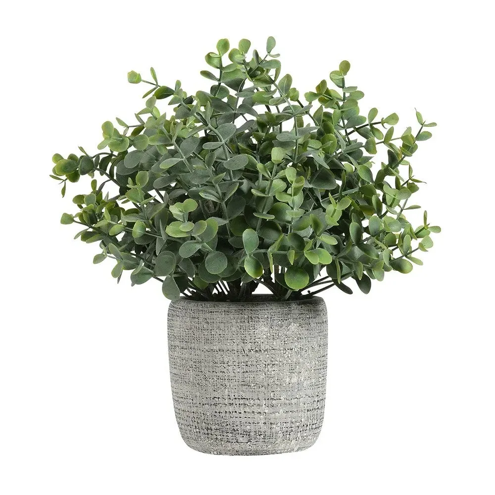 Small Potted Eucalyptus Plant image