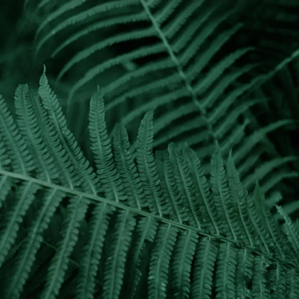 Deep Green Fern Leaves Cushion 45 x 30cm - Green