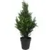 Cedar Cypress Artificial Topiary Tree - Green