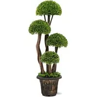 Cypress Tree In Pot 3ft - Multi