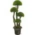 Cypress Tree In Pot 3ft - Multi