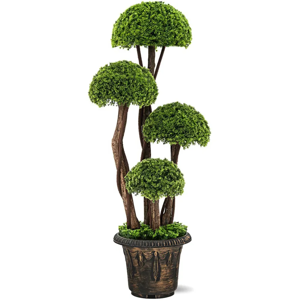 Cypress Tree In Pot 3ft - Multi image