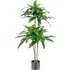 Dracaena Artificial Plant In Pot 5ft - Green