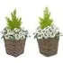 Artificial White Pansies Dark Rattan Planters 60cm 2 Pack