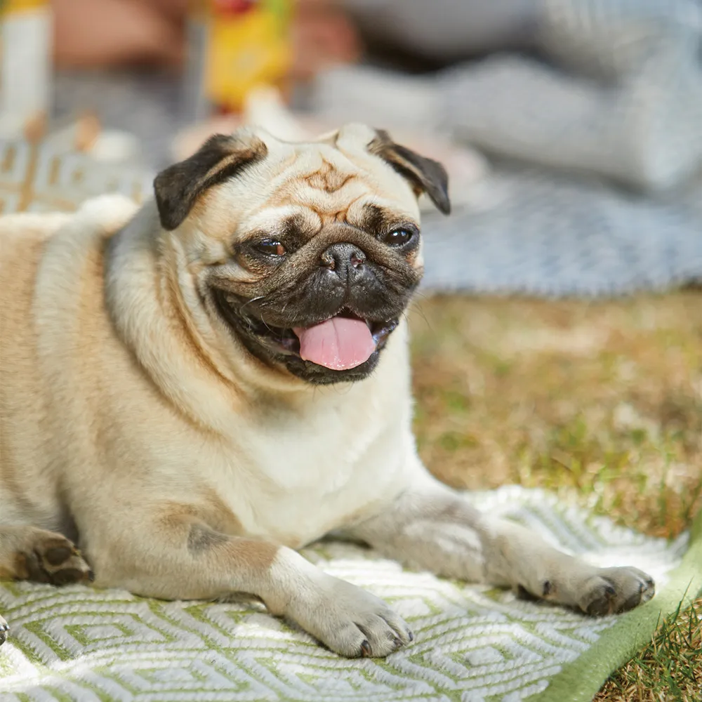 Green Woven Diamond Rug - Green, Recycled Material