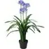 Agapanthus Artificial Plant in Pot 90cm - Blue
