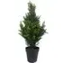 Artificial Cedar Cypress Topiary Tree 60cm - Green