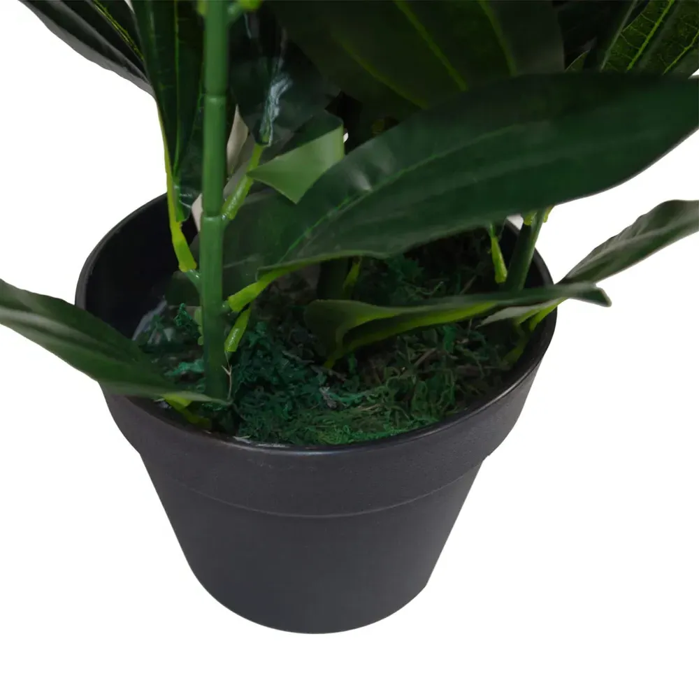 Bushy Evergreen House Plant in Pot 70cm - Green