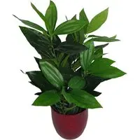 Bushy Evergreen House Plant in Pot 70cm - Green
