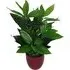 Bushy Evergreen House Plant in Pot 70cm - Green