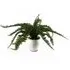 Bushy Fern Artificial Plant in Planter 40cm - Green