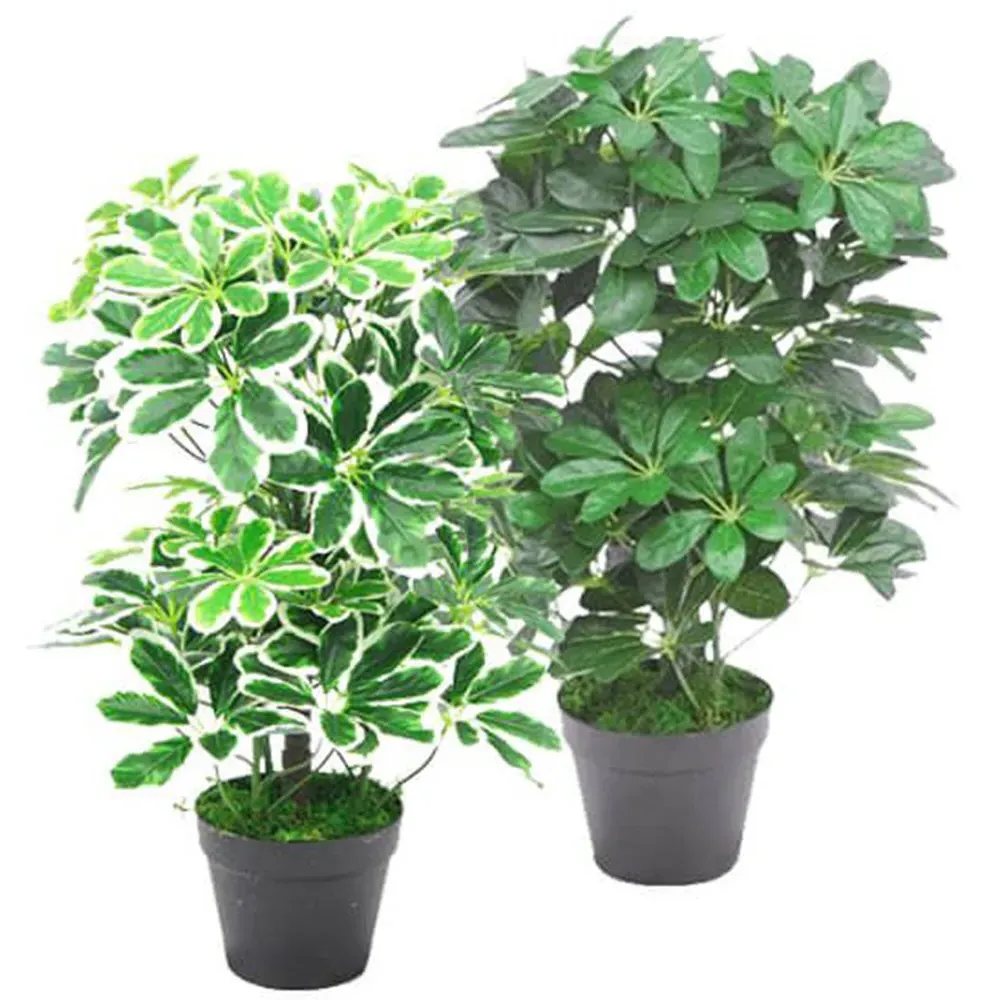 Dwarf Umbrella Tree Artificial Plant in Pot 55cm - Green