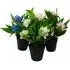 Freesia Artificial Plant 3 Pack - Green