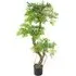 Japanese Fruticosa Artificial Tree in Pot 140cm - Green
