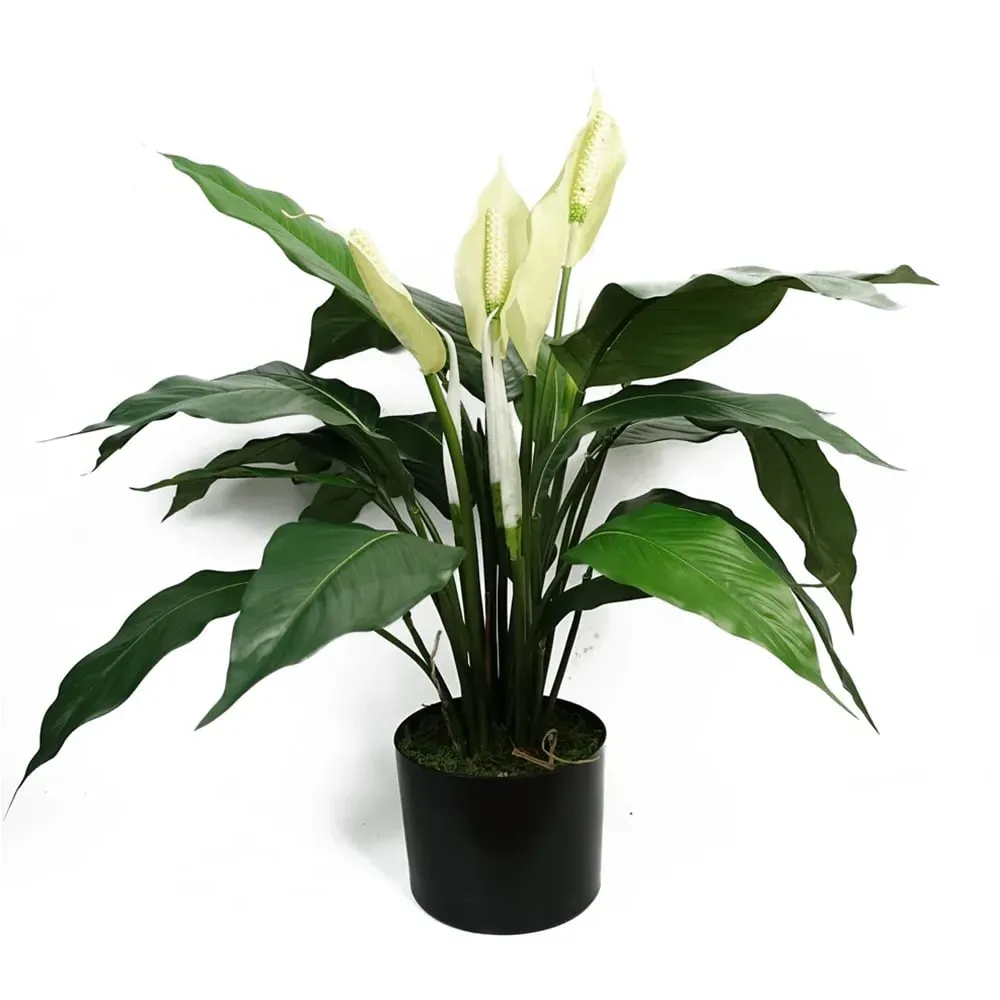 Peace Lily Artificial Plant in Pot - White image
