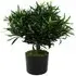 Podocarpus Bush Artificial Plant in Pot 40cm - Green