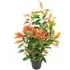 Red and Green Ficus Artificial Tree in Pot 80cm - Green