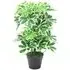 Schefflera Arboricola Artificial Plant in Pot 55cm - Green