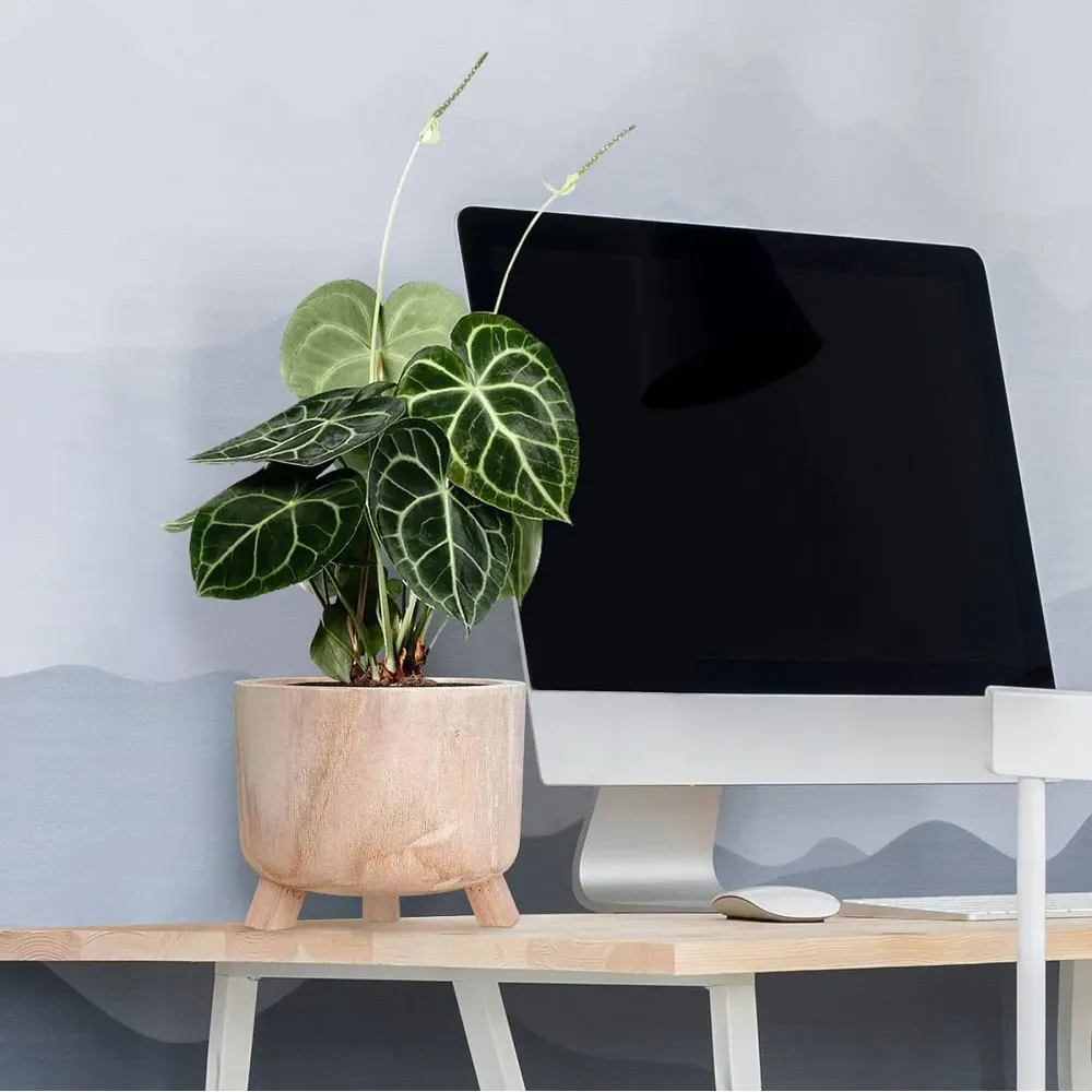 Hortico Grower Round Plant Pot 2 Pack - Brown, Hardwood