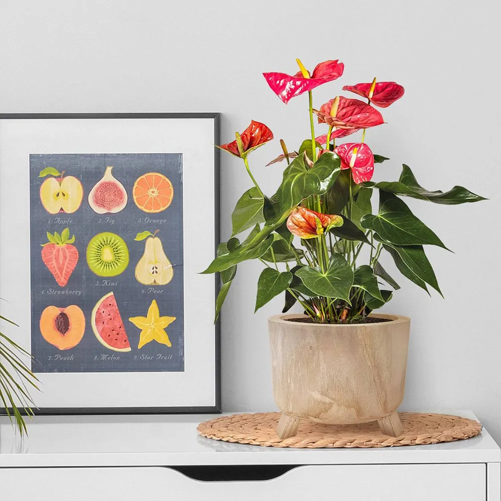 Hortico Grower Round Plant Pot 3 Pack - Brown, Hardwood