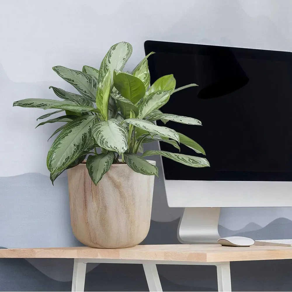 LECHUZA Hortico Craft Round Plant Pot 2 Pack - Brown, Hardwood