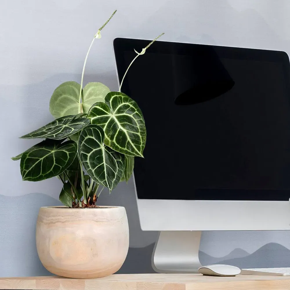 LECHUZA Hortico Eco Round Plant Pot 2 Pack - Brown, Hardwood