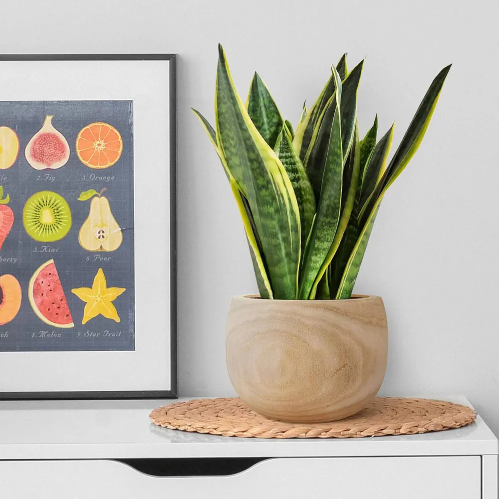 LECHUZA Hortico Eco Round Plant Pot 3 Pack - Brown, Hardwood