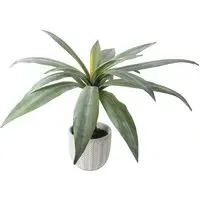Aloe Plant in Grey Cement Pot - Grey