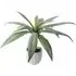 Aloe Plant in Grey Cement Pot - Grey