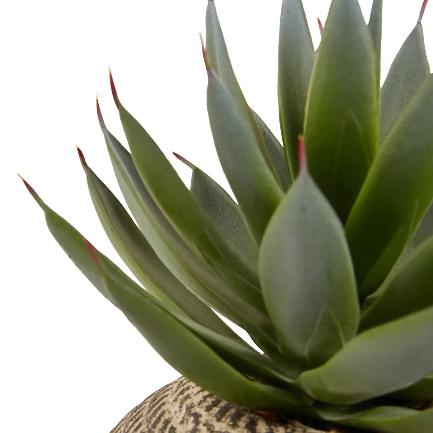 Aloe Plant in Textured Pot - Green, Cream