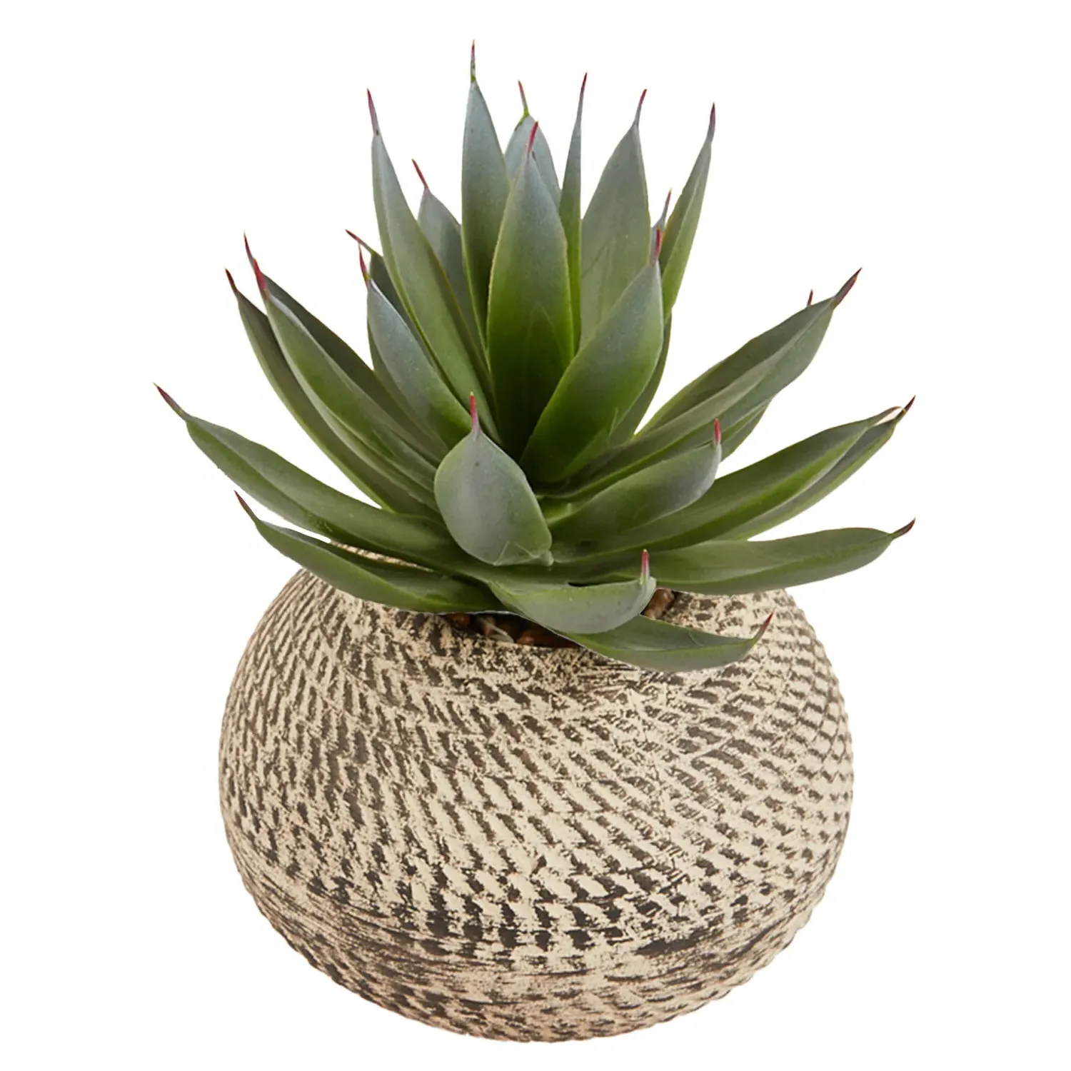 Aloe Plant in Textured Pot - Green, Cream