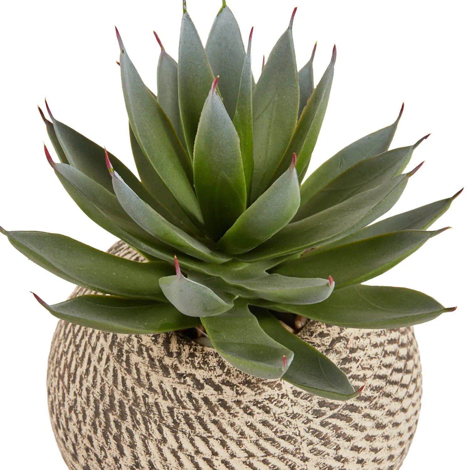 Aloe Plant in Textured Pot - Green, Cream