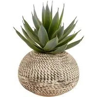 Aloe Plant in Textured Pot - Green, Cream