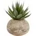 Aloe Plant in Textured Pot - Green, Cream