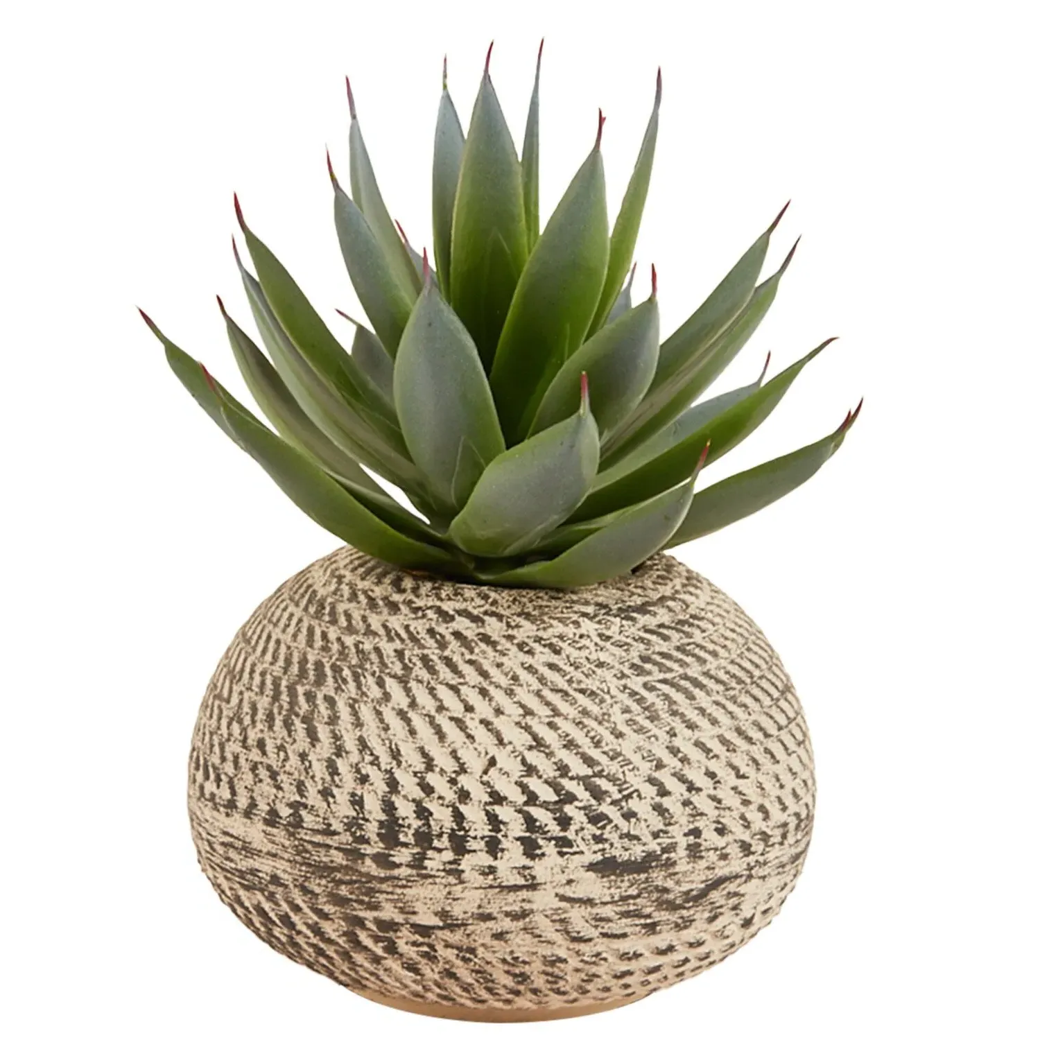 Aloe Plant in Textured Pot - Green, Cream